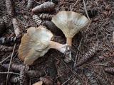 Clitocybe costata image
