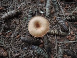 Clitocybe costata image