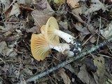 Cuphophyllus pratensis image
