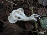 Hygrocybe angustifolia image