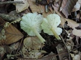 Clitocybula abundans image