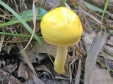 Pulveroboletus curtisii image