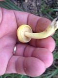 Pulveroboletus curtisii image