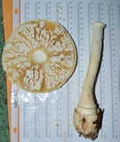 Amanita subcokeri image