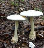 Amanita subcokeri image