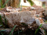 Abortiporus biennis image