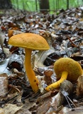 Aureoboletus auriflammeus image