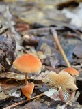 Marasmius sullivantii image