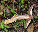 Agaricus albolutescens image