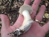 Boletus pallidus image