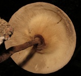 Lentinus velutinus image