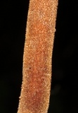 Lentinus velutinus image