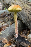Heimioporus betula image