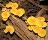 Xeromphalina tenuipes image