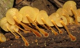 Xeromphalina tenuipes image