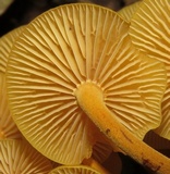 Xeromphalina tenuipes image