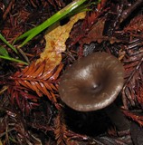 Pseudoclitocybe cyathiformis image