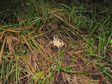 Clavulina rugosa image