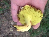 Boletus roodyi image