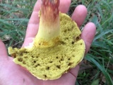 Boletus roodyi image