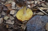 Tricholomopsis rutilans image