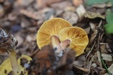 Tricholomopsis rutilans image