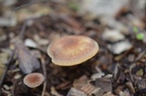 Tricholomopsis rutilans image