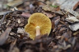 Tricholomopsis rutilans image