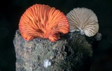 Crepidotus cinnabarinus image