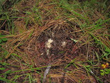 Clavulina rugosa image