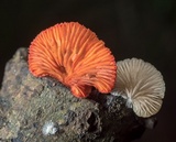 Crepidotus cinnabarinus image