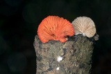 Crepidotus cinnabarinus image