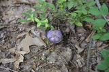 Cortinarius iodes image