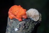 Crepidotus cinnabarinus image