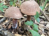 Tylopilus rubrobrunneus image