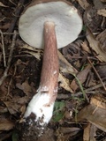 Tylopilus rubrobrunneus image