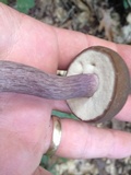 Tylopilus plumbeoviolaceus image