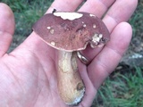 Tylopilus badiceps image