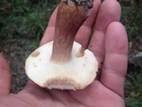 Tylopilus badiceps image