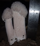 Hypomyces hyalinus image