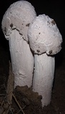 Hypomyces hyalinus image