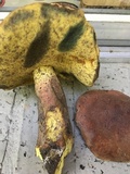 Boletus sensibilis image