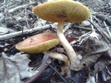 Aureoboletus auriporus image