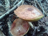 Aureoboletus auriporus image