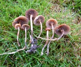 Psilocybe inquilina image