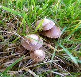 Psilocybe inquilina image