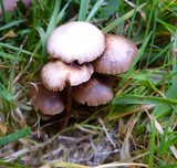 Psilocybe inquilina image