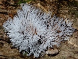 Ceratiomyxa fruticulosa var. fruticulosa image
