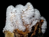Ceratiomyxa fruticulosa var. fruticulosa image