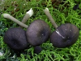 Entoloma serrulatum image